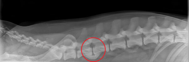 Spondylose Brückenbau an der Wirbelsäule — Hundetöpferei