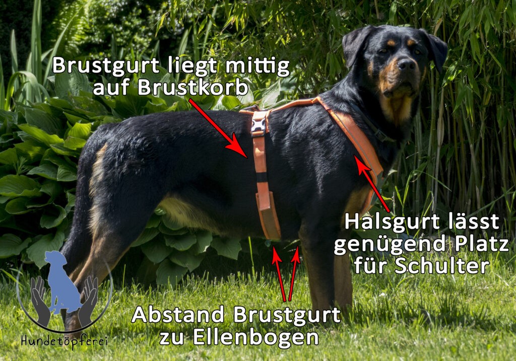 Geschirr Merkmale